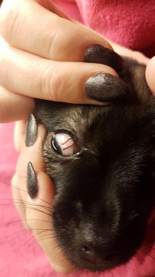 Hvad er de røde på det hvide i min hunds øje? billede) – Spørg Dyrlægen